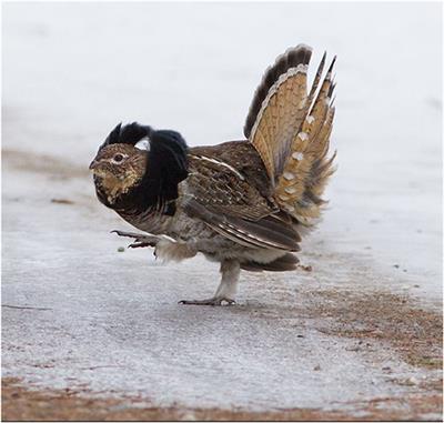 Locally Procured Wild Game Culinary Trends in the US: A Study of the Ruffed Grouse as Entrée and Accompanying Nutritional Analysis